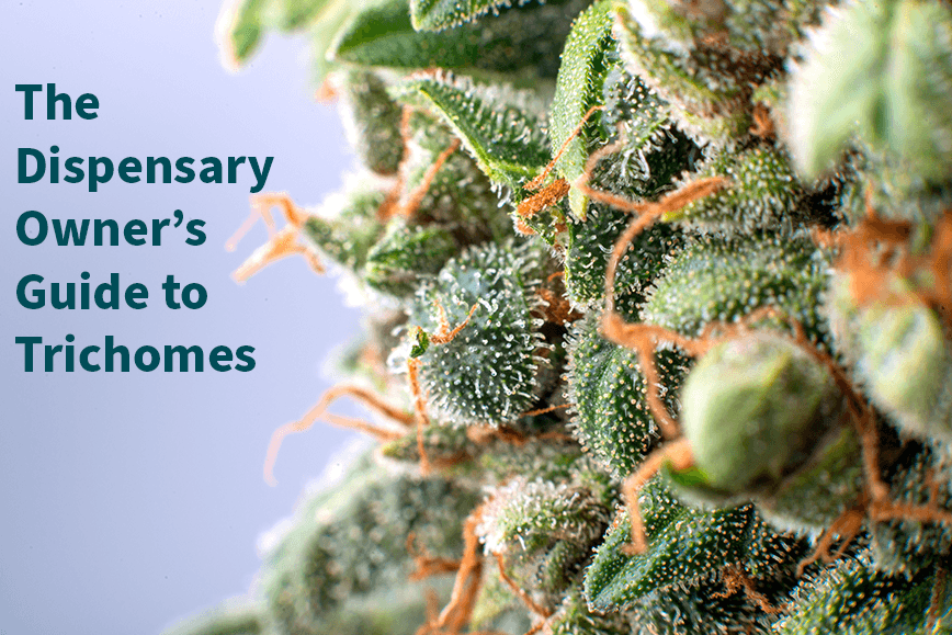 The dispensary owner's guide to trichomes