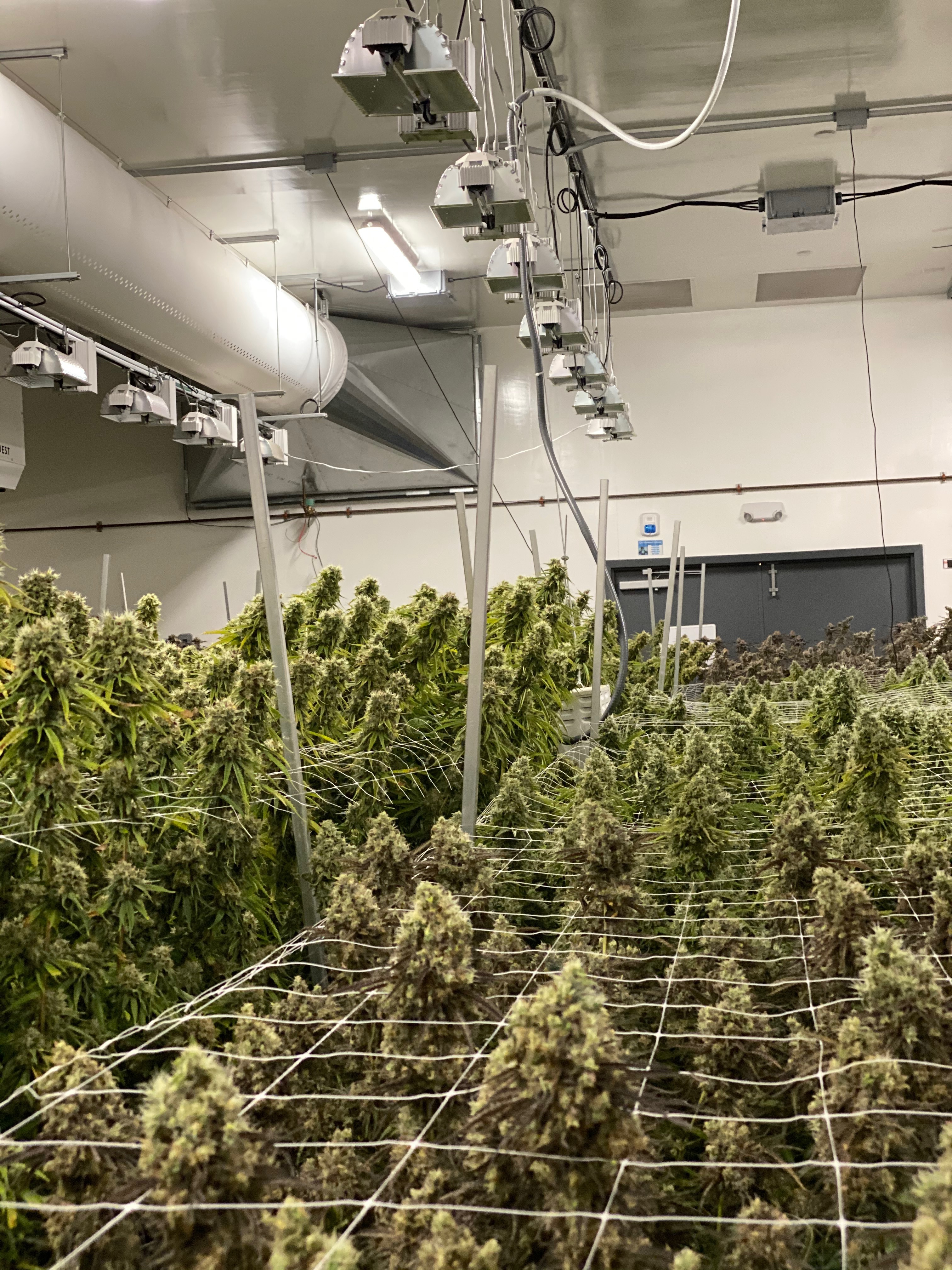 Rows of mature cannabis plants inside a commercial grow room